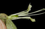 Balkan catchfly